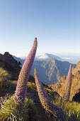 Tajinaste-Pflanzen, lat. Echium wildpretii, endemische Pflanze, Roque de los Muchachos, Kraterrand der Caldera de Taburiente, UNESCO Biosphärenreservat, La Palma, Kanarische Inseln, Spanien, Europa