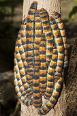 Caterpillars of Giant Silk Moth, Arsenura armida, Cancun, Yucatan, Mexico