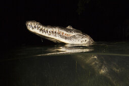 Morelet's Crocodile hunting at Night, Crocodylus moreletii, Cancun, Yucatan, Mexico