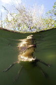 Beulenkrokodil, Crocodylus moreletii, Cancun, Yucatan, Mexiko