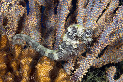 Pacific Seahorse, Hippocampus ingens, La Paz, Baja California Sur, Mexico