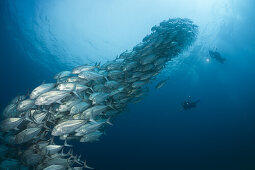 Taucher und Schwarm Großaugen-Stachelmakrelen, Caranx sexfasciatus, Cabo Pulmo, Baja California Sur, Mexiko