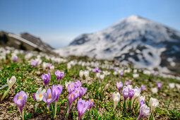 Crocus in blossom with snow-covered mountain in background, Monte Caret, lake Garda, Garda Mountains, Trentino, Italy