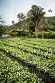 coffee bush seedling at Hacienda Venecia around Manizales, UNESCO World Heritage Coffee Triangle, Departmento Caldas, Colombia, Southamerica