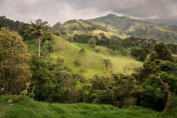 grüne Berglandschaft mit Palme, Salento, UNESCO Welterbe Kaffee Dreieck (Zona Cafatera), Departmento Quindio, Kolumbien, Südamerika