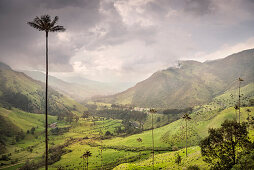 Cocora Valley, endemic wax palm trees, Salento, UNESCO World Heritage Coffee Triangle, Departmento Quindio, Colombia, Southamerica