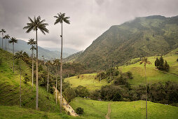 Valle del Cocora, endemische Wachspalmen, Salento, UNESCO Welterbe Kaffee Dreieck (Zona Cafatera), Departmento Quindio, Kolumbien, Südamerika