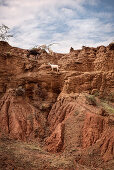 goats at Tatacoa desert (Desierto de la Tatacoa), township Villavieja nearby Neiva, Departmento Huila, Colombia, Southamerica