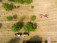 Aerial view of the harvest with the old tractor and nostalgic cuboid press, a second tractor pulls the hanger with ready-to-use straw bales through the orchards