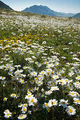 Im Frühsommer blühen die Bergblumen auf den Matten der Campo Imperatore, Gran Sasso Nationalpark, Abruzzen, Italien