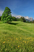 Blumenwiese mit Alpspitze, Zugspitze und Waxensteine im Hintergrund, Wetterstein, Werdenfelser Land, Oberbayern, Bayern, Deutschland