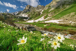 Blühende Alpenanemonen mit Cottischen Alpen im Hintergrund, Val Varaita, Cottische Alpen, Piemont, Italien