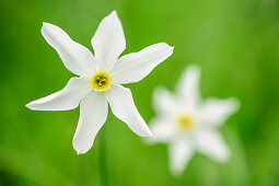 Zwei blühende Narzissen, Narcissus, Val Varaita, Cottische Alpen, Piemont, Italien