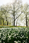 Meadow with daffodils, Mainau Island, Lake Constance, Baden-Württemberg, Germany