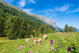 Kühe auf der Hochebene mit Schlern Gebirge, Compatsch, Seiser Alm, Südtirol, Italien