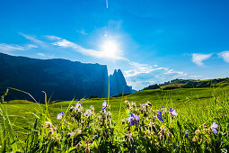 Plateau with Schlern Mountains, Compatsch, Alpe di Siusi, South Tyrol, Italy
