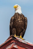 bald eagle on a rooftop, Homer, Kenai Peninsula, Alaska, USA