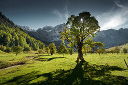 sycamore tree in green Valley,  Great sycamore Valley, Eng, Riss Valley, Tyrol, Austria