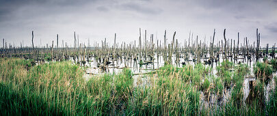 Panorama eines überschwemmten Sumpfgebietes an der Ostsee