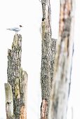 Single black-headed gull sits on dead tree