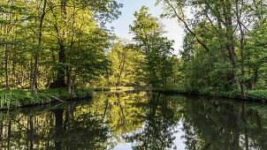 River landscape in early summer in sunshine in Spreewald