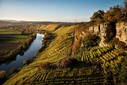 der Neckar fließt entlang der Weinberge, Hessigheimer Felsengärten, Hessigheim, Landkreis Ludwigsburg, Baden-Württemberg, Deutschland