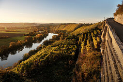 der Neckar fließt entlang der Weinberge, Hessigheimer Felsengärten, Hessigheim, Landkreis Ludwigsburg, Baden-Württemberg, Deutschland