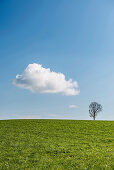 Baum, alleinstehend, Cumuluswolke, Sommer, Höchenschwand, Schwarzwald, Südschwarzwald, Baden-Württemberg, Deutschland