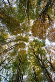 Buchenwald (fagus) mit gelben Blättern im Herbst, Froschperspektive, Schauinsland, bei Freiburg im Breisgau, Südschwarzwald, Schwarzwald, Baden-Württemberg, Deutschland