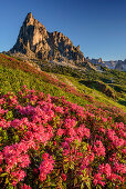 Alpine roses in blossom in front of Gusela, Dolomites, UNESCO World Heritage Site Dolomites, Venetia, Italy
