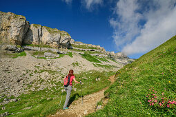 Frau wandert auf Weg durch Blumenwiese, Hoher Ifen im Hintergrund, Hoher Ifen, Allgäuer Alpen, Walsertal, Vorarlberg, Österreich