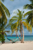 A day visitor from an expedition cruise ship relaxes in a hammock hanging between palm trees on a beach, San Blas Islands, Panama, Caribbean