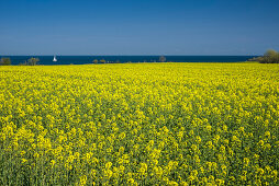 canola field, sailboat, Baltic Sea, Staberdorf, Fehmarn, Ostholstein - district, Schleswig-Holstein, Germany, Europe