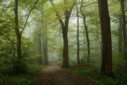 forest, fog, footpath, Neuenburger Urwald, Zetel, Friesland - district, Lower Saxony, Germany, Europe