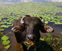 Waterbuffalo near Polonaruwa, Sri Lanka