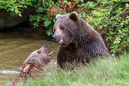 Brown Bears male and female, Ursus arctos, Bavarian Forest National Park, Bavaria, Lower Bavaria, Germany, Europe