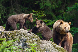 Brown Bear, mother with cubs, Ursus arctos, Bavarian Forest National Park, Bavaria, Lower Bavaria, Germany, Europe, captive