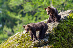 Young Brown Bears, Ursus arctos, Bavarian Forest National Park, Bavaria, Lower Bavaria, Germany, Europe, captive