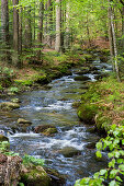 Bachlauf im Wald, Kleine Ohe, Nationalpark Bayerischer Wald, Niederbayern, Deutschland