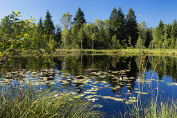 Pond with water lilies, Kochelseemoos, Upper Bavaria, Germany, Europe