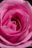 Close-up of a pink rose flower, Kassel, Hesse, Germany, Europe