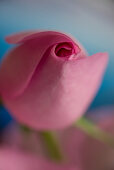 Close-up of a pink rose flower, Kassel, Hesse, Germany, Europe