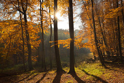 Buchenwald oberhalb der Kreidefelsen, Nationalpark Jasmund, Rügen, Ostsee, Mecklenburg-Vorpommern