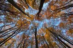 Buchenwald oberhalb der Kreidefelsen, Nationalpark Jasmund, Rügen, Mecklenburg-Vorpommern