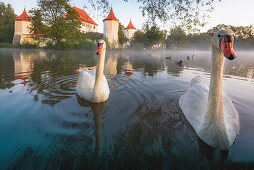 Schwäne auf dem Teich vor Schloss Blutenburg, Obermenzing, München