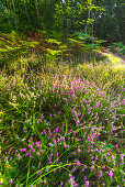 Blühendes Heidekraut am wilden Weststrand von Darß, Nationalpark, Mecklenburg-Vorpommern