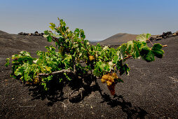 Traditionelle Anbaumethode im Weinanbaugebiet La Geria auf Lanzarote
