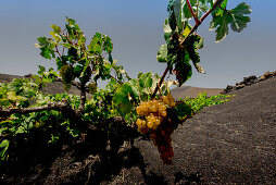 Traditionelle Anbaumethode im Weinanbaugebiet La Geria auf Lanzarote