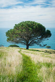 Pine, Decanter Bay, Banks Peninsula, Canterbury, South Island, New Zealand, Oceania