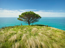 Kiefer, Decanter Bay, Banks Peninsula, Canterbury, Südinsel, Neuseeland, Ozeanien